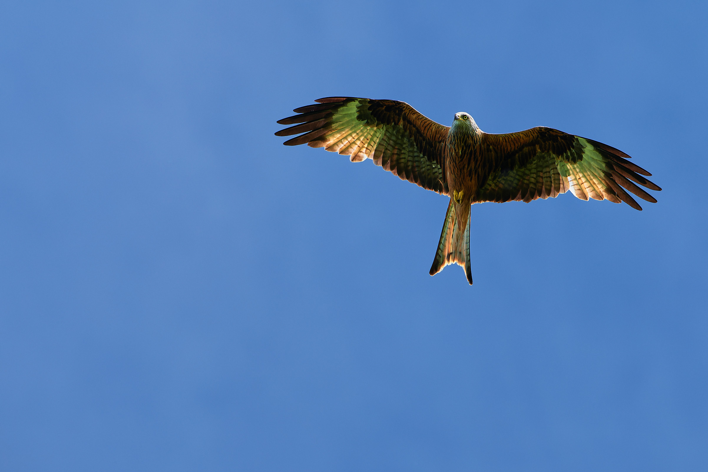 Red Kite backlit